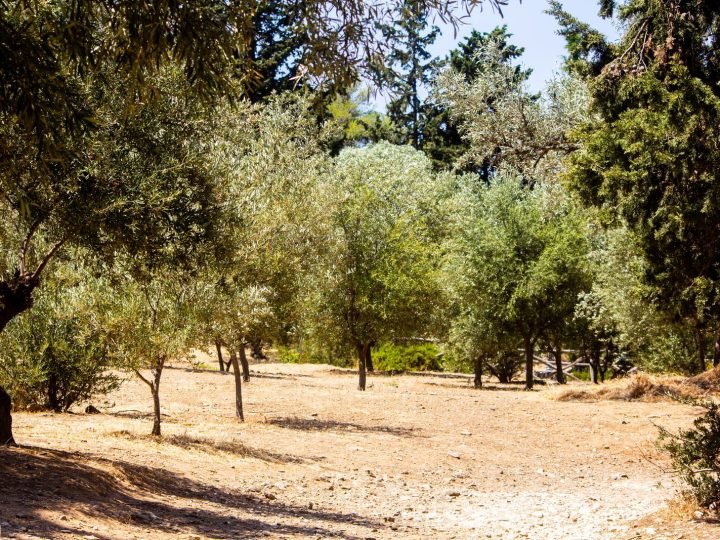 Olivar de la parcela de la casa de campo en Pinoso